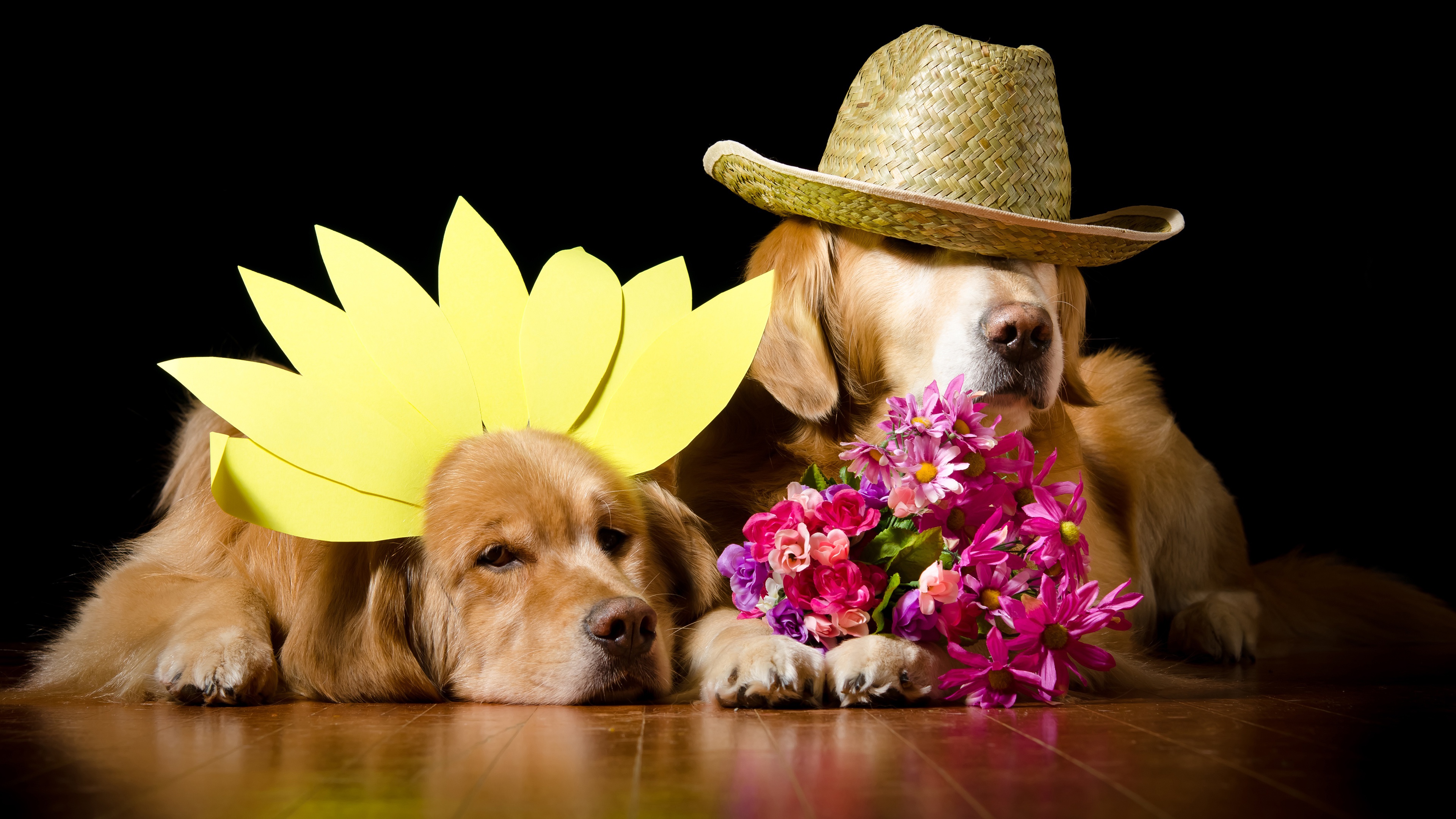 Golden Retriever 4k Ultra HD Wallpaper | Background Image | 3840x2160