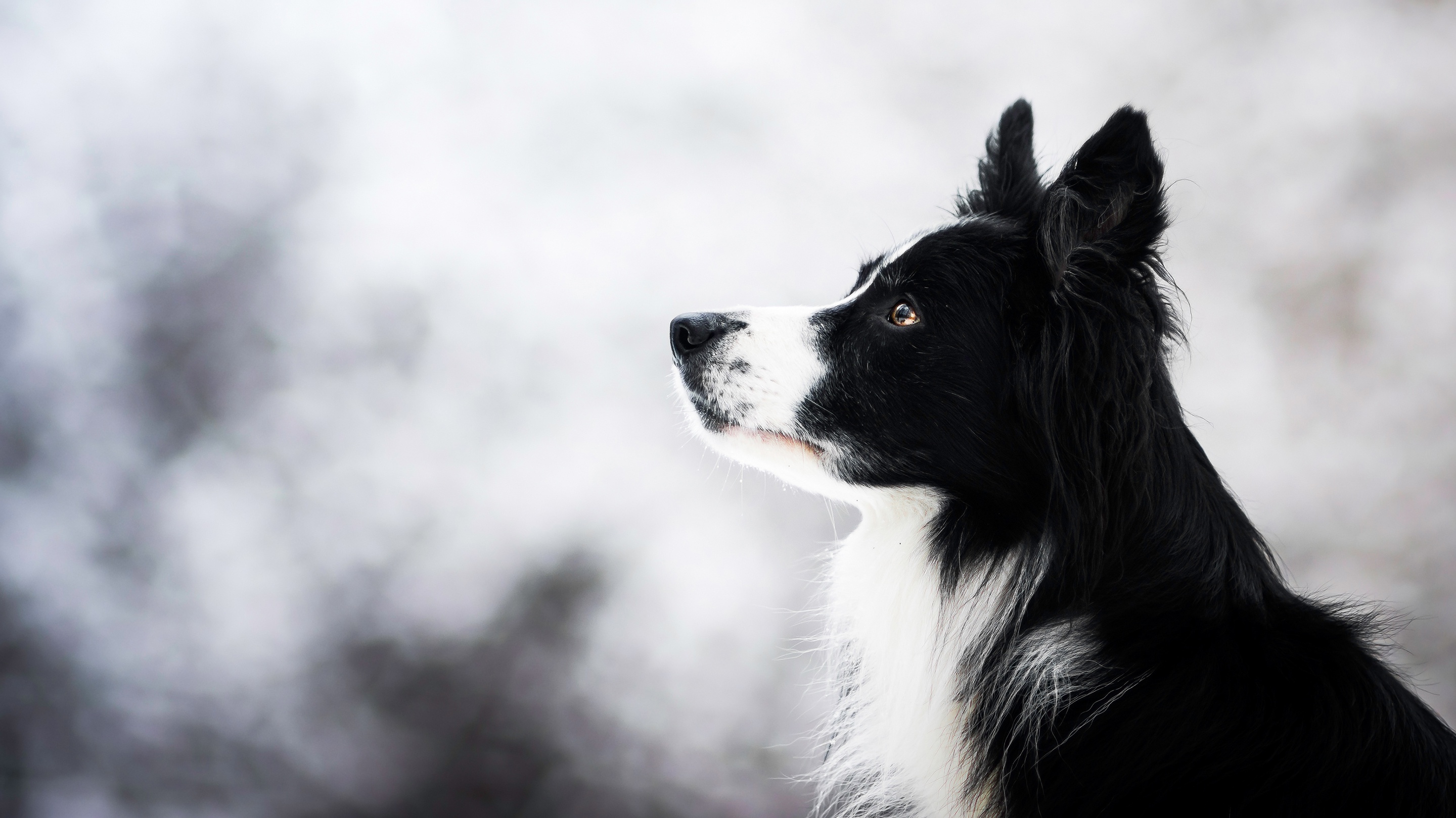 Download Dog Animal Border Collie HD Wallpaper