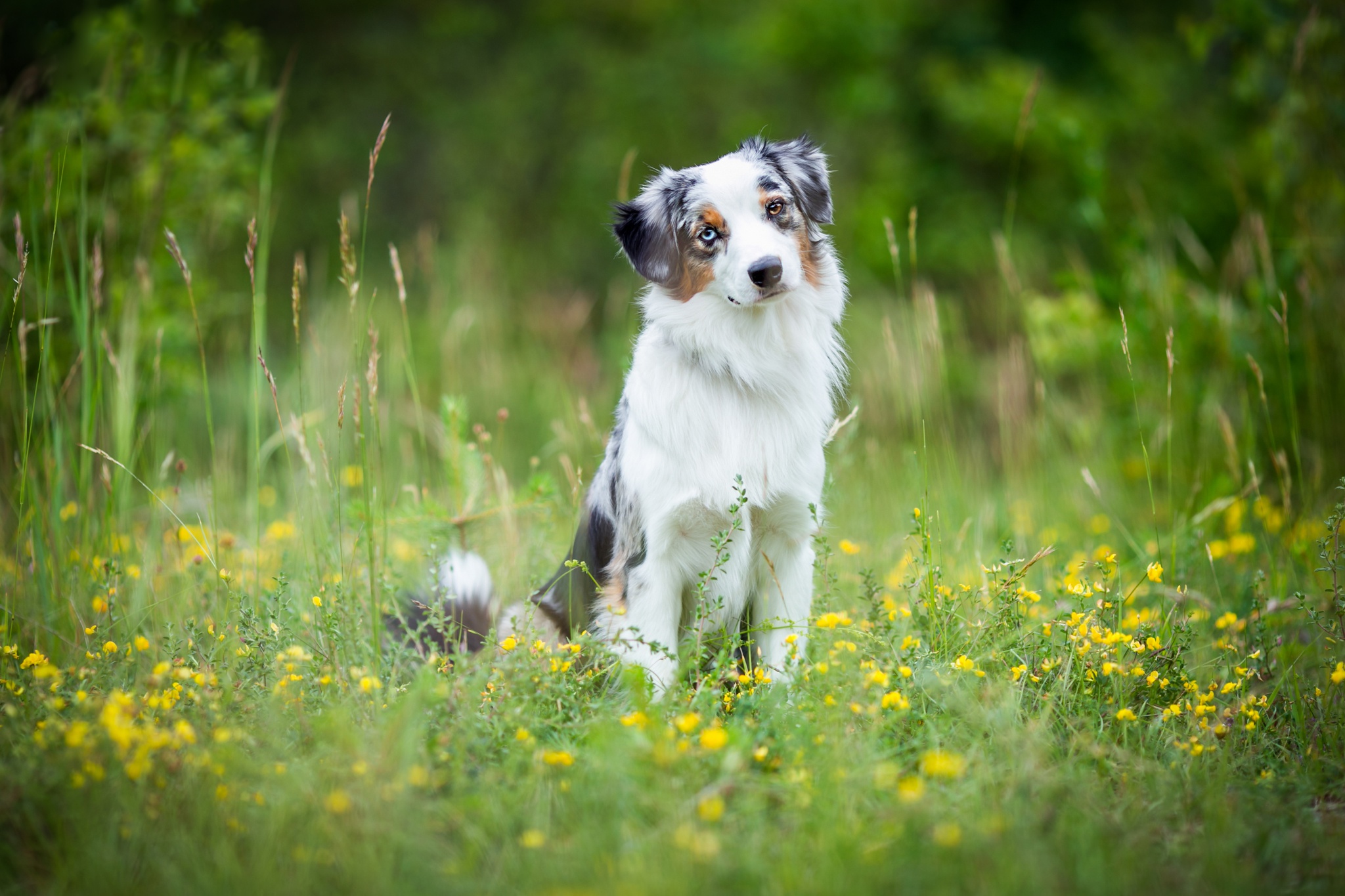 Download Dog Animal Australian Shepherd HD Wallpaper