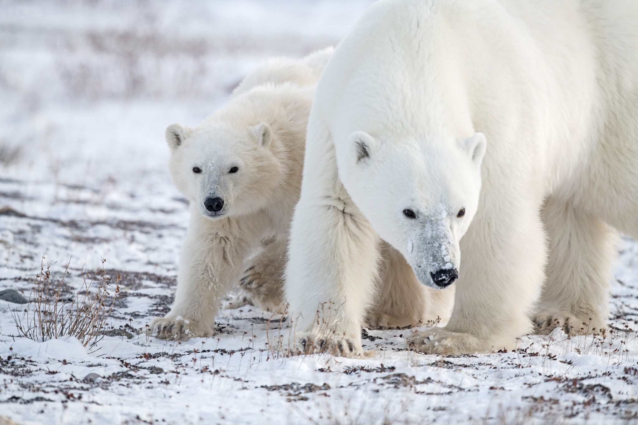 Animal Polar Bear HD Wallpaper