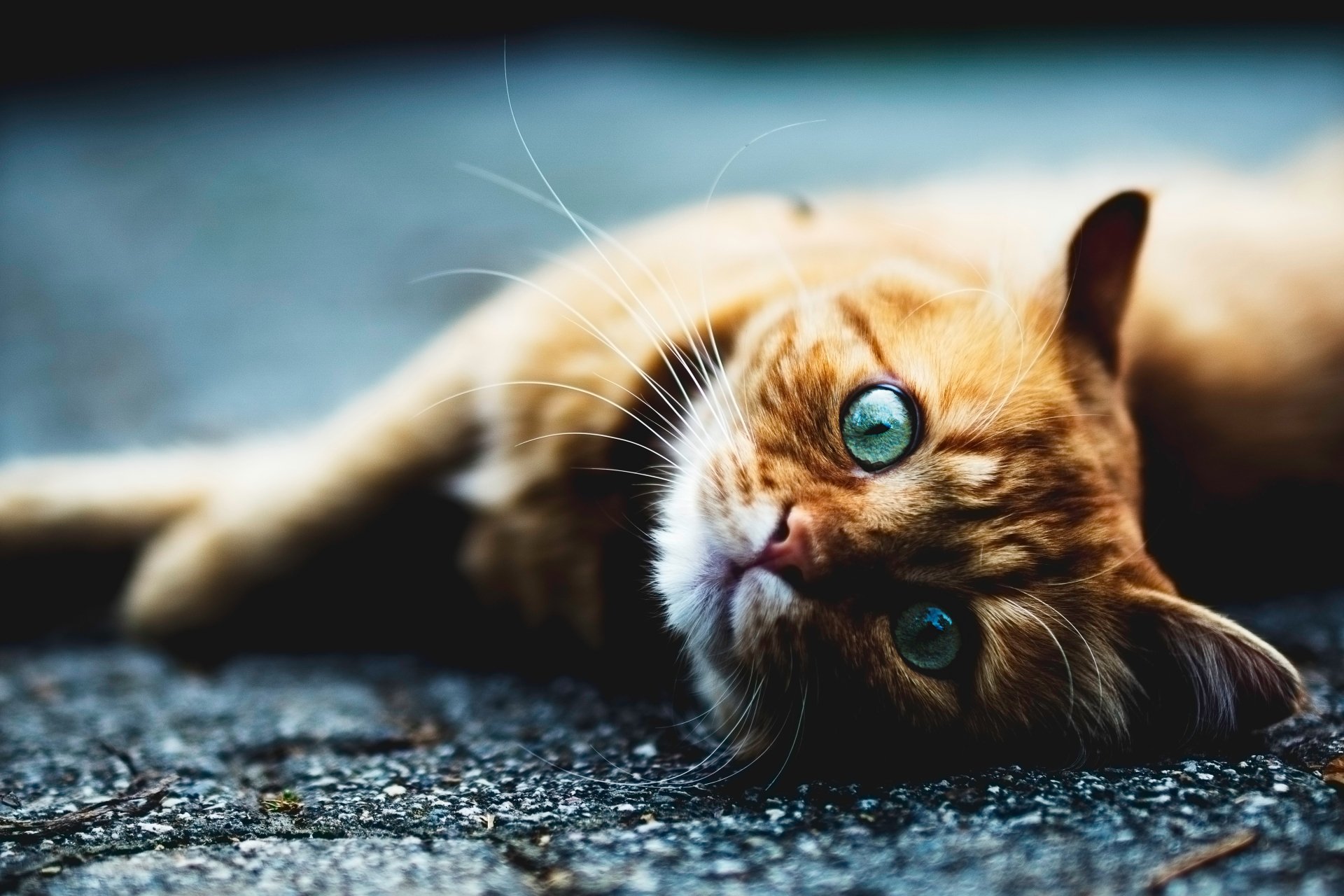 Emerald Stare - 5K Ultra HD Cat Wallpaper | 6000x4000 | Wallpaper Abyss