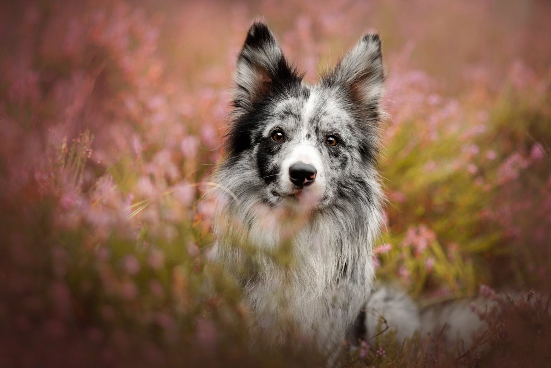 Download Dog Animal Border Collie HD Wallpaper