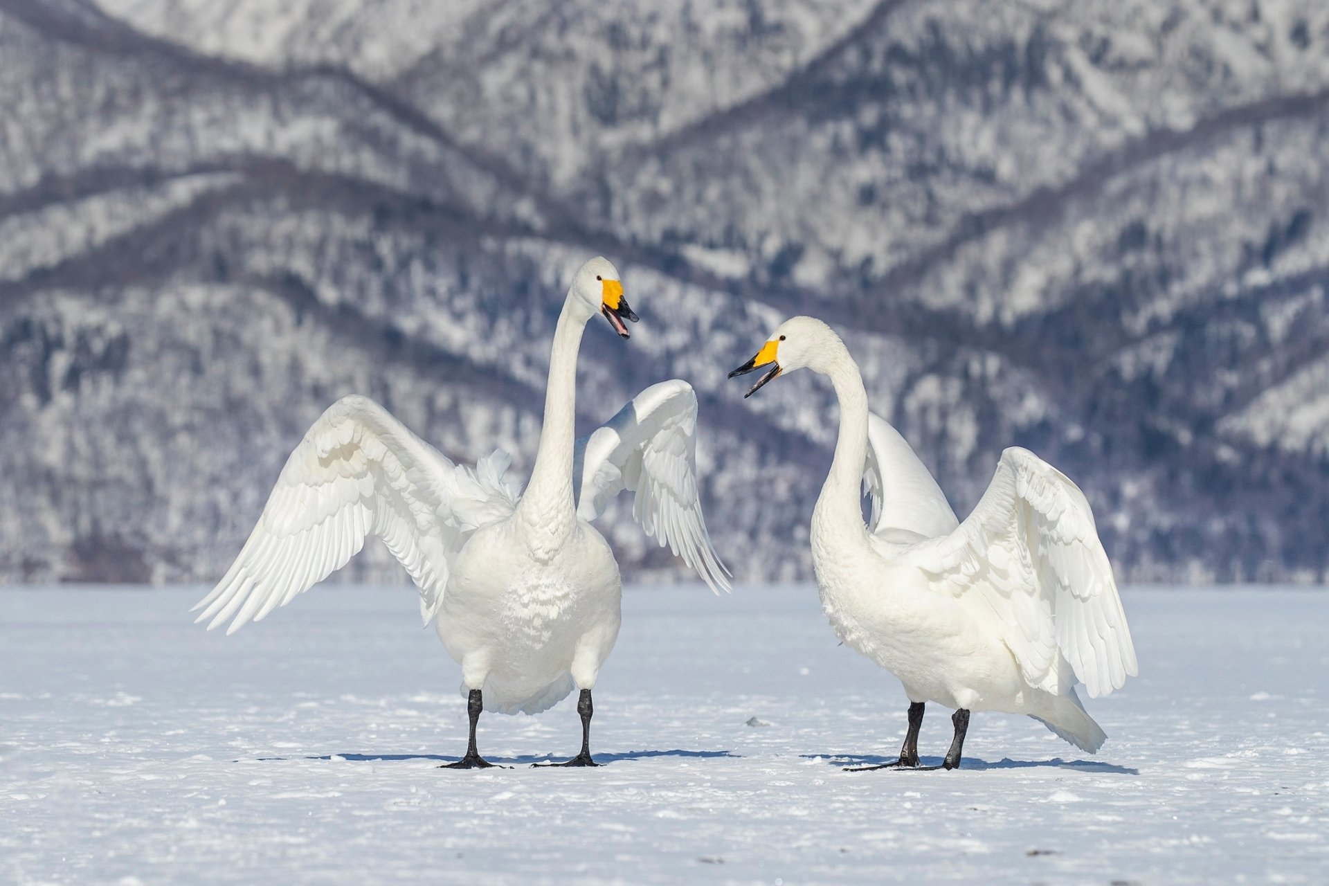Download Snow Winter Swan Bird Animal Whooper Swan HD Wallpaper