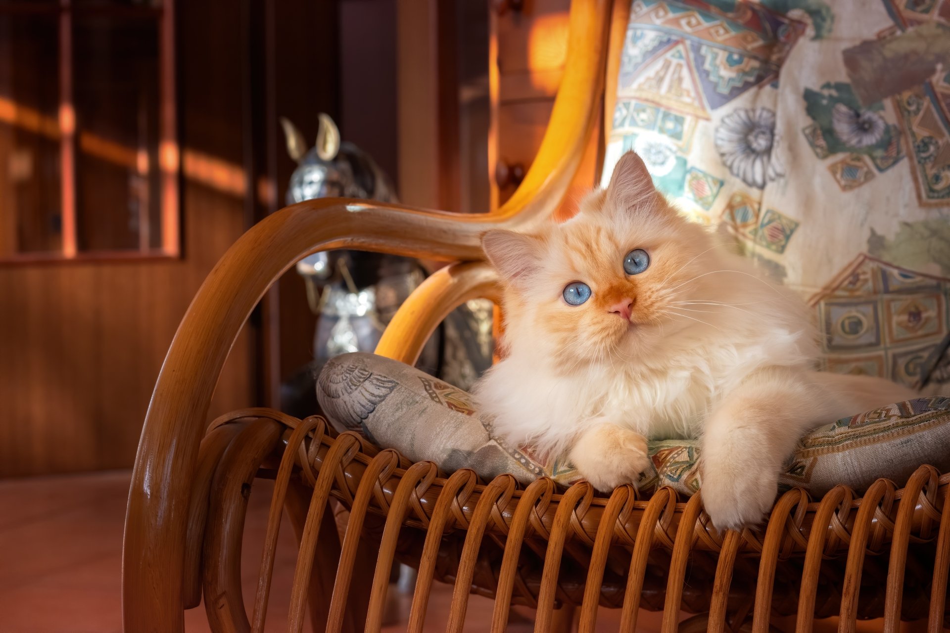 Download Animal Cat 4k Ultra HD Wallpaper