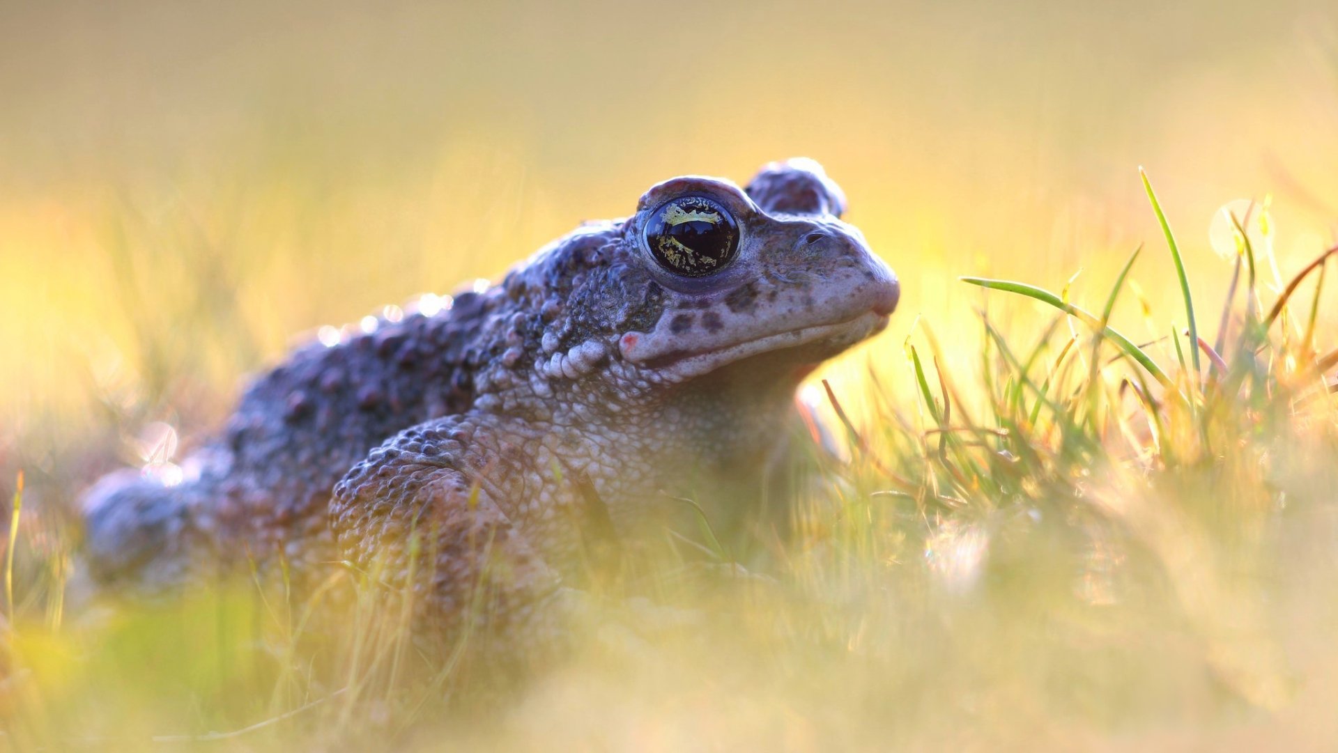 Toad Background