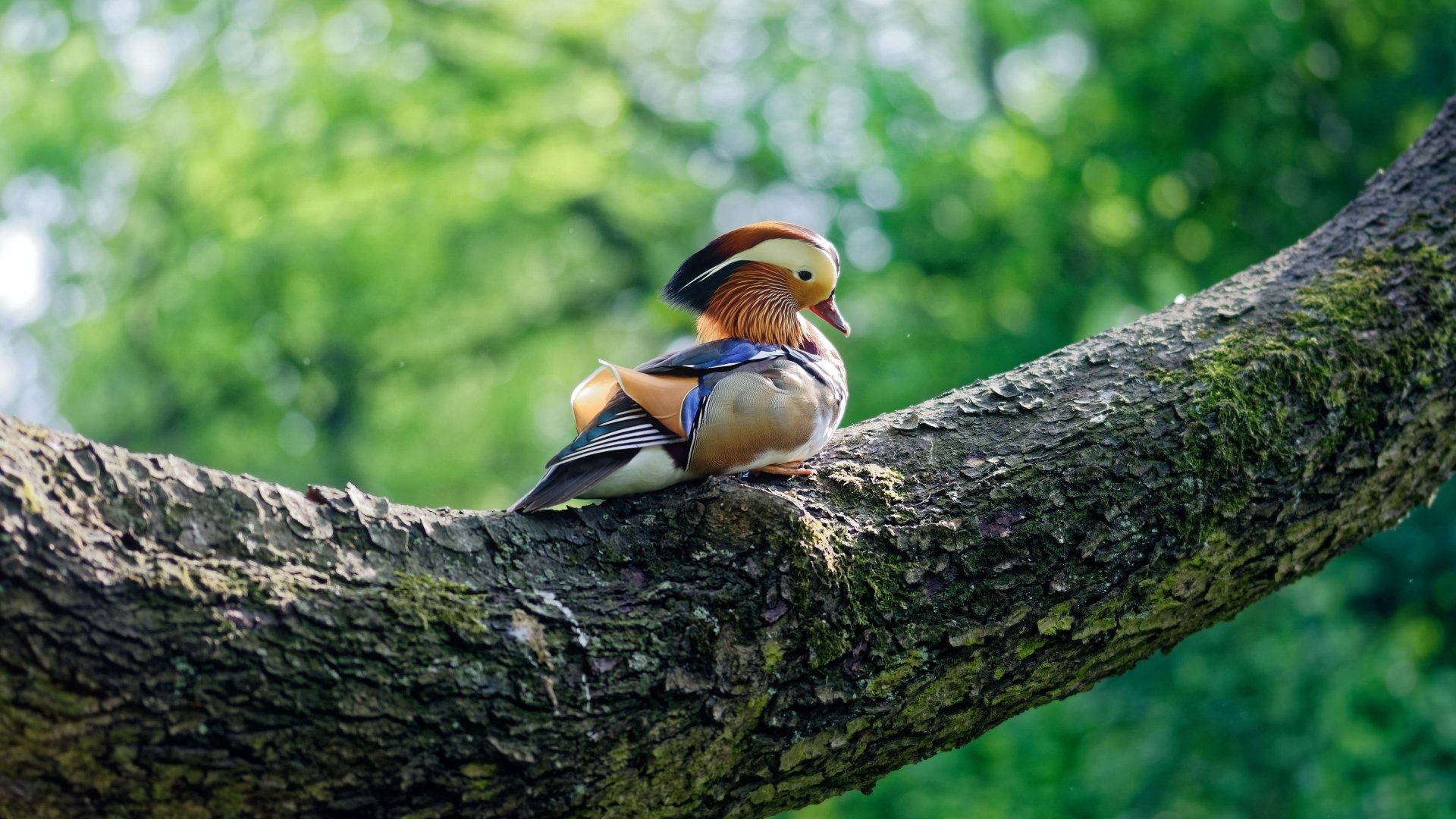 A vibrant mandarin duck perched on a tree branch in a lush green setting, captured in stunning 4K Ultra HD quality for a PC desktop wallpaper.