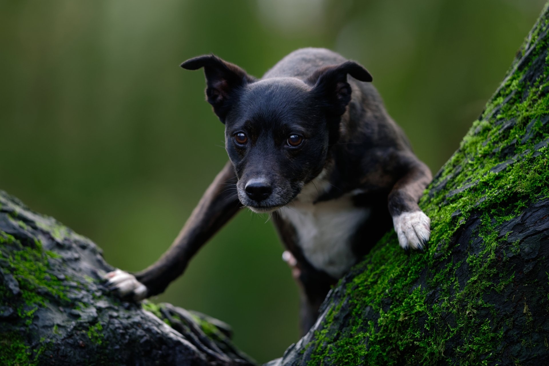 A black and white Staffordshire Bull Terrier puppy climbing between moss-covered tree trunks, captured in 4K Ultra HD detail.