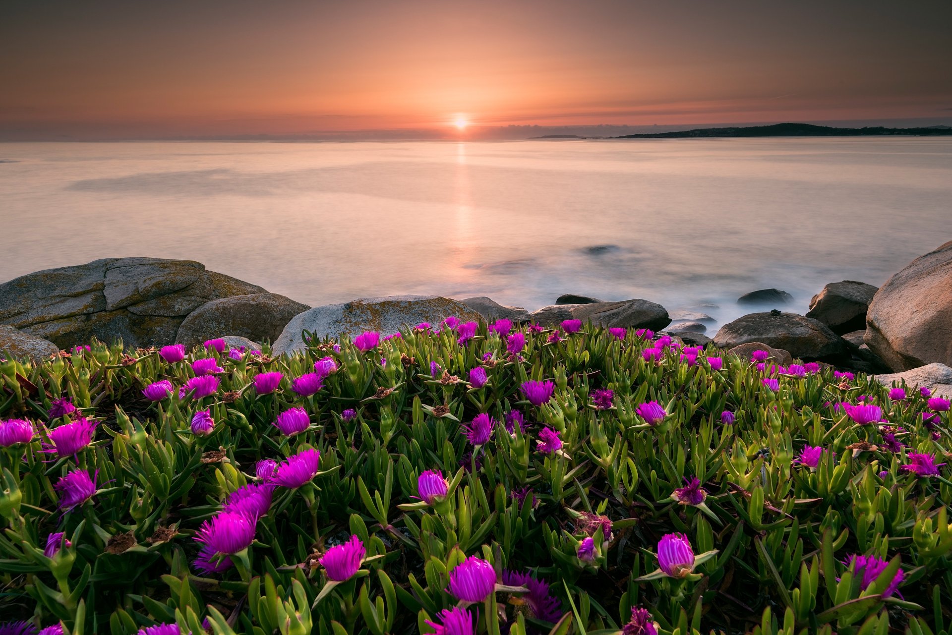 Purple Bloom Sunrise on the Horizon — 5K Ultra HD Nature Wallpaper ...