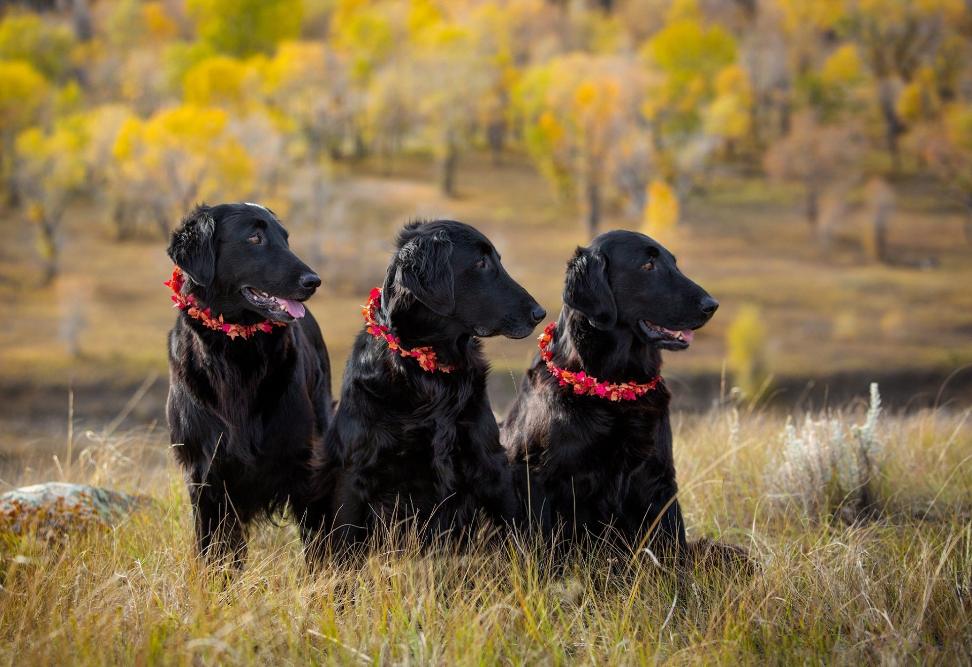Download Depth Of Field Animal Dog Black Dog HD Wallpaper