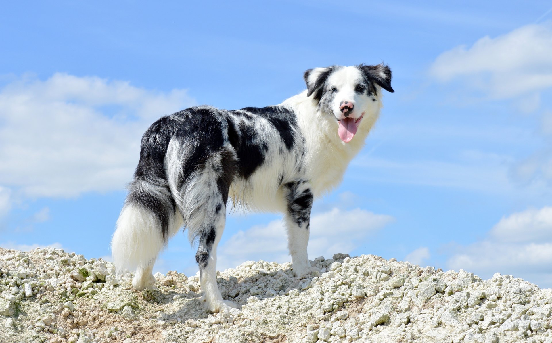 4K Ultra HD PC desktop wallpaper: Australian Shepherd dog with black-and-white merle coat standing on a rocky ridge against a bright blue sky, looking back with tongue out.