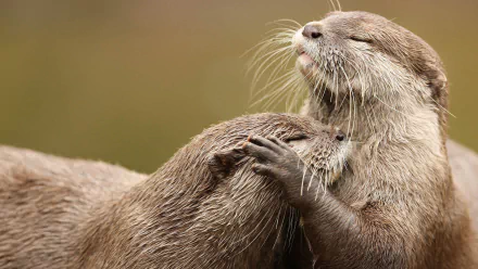 HD PC desktop wallpaper of a close-up otter grooming another otter, eyes half-closed, soft brown fur and whiskers against a blurred neutral background.