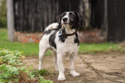 dog TV Show Good Omens HD Desktop Wallpaper | Background Image