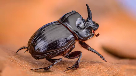 insect blur beetle macro Animal rhinoceros beetle HD Desktop Wallpaper | Background Image