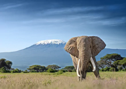 savanna Animal African bush elephant HD Desktop Wallpaper | Background Image