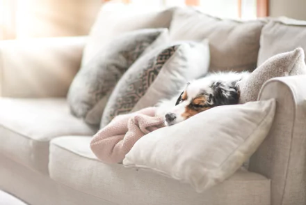  Cozy dog sleeping on a couch