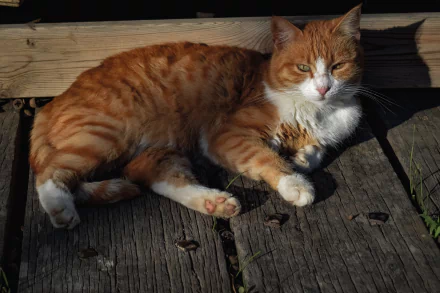  Ginger and White Cat Relaxing in the Warmth of the Sun by Dimitris Vetsikas
