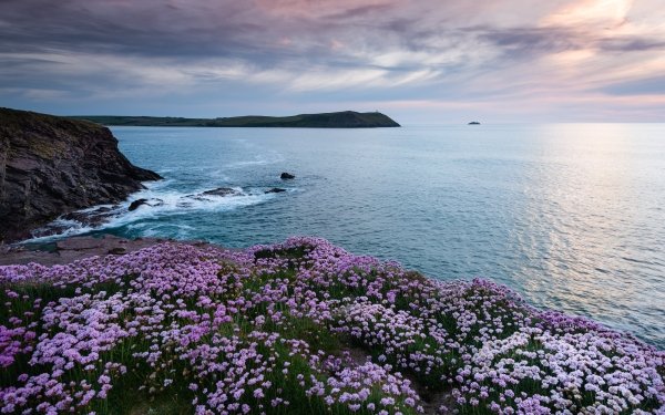Nature Coastline Coast Flower Ocean England HD Wallpaper | Background Image