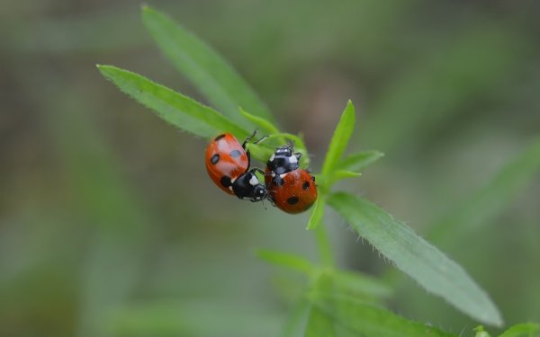Animal Ladybug Macro Insect HD Wallpaper | Background Image