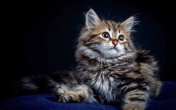 Animal Cat Cats Kitten Baby Animal HD Wallpaper | Background Image