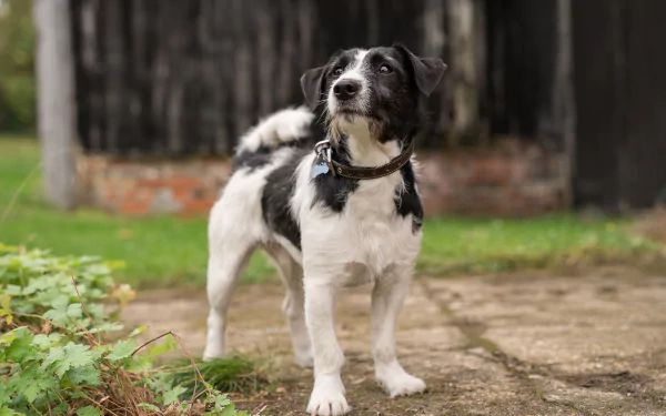 dog TV Show Good Omens HD Desktop Wallpaper | Background Image
