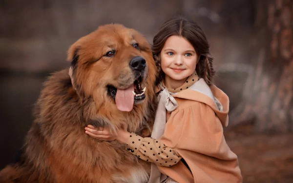 little girl brunette depth of field tibetan mastiff dog photography child HD Desktop Wallpaper | Background Image