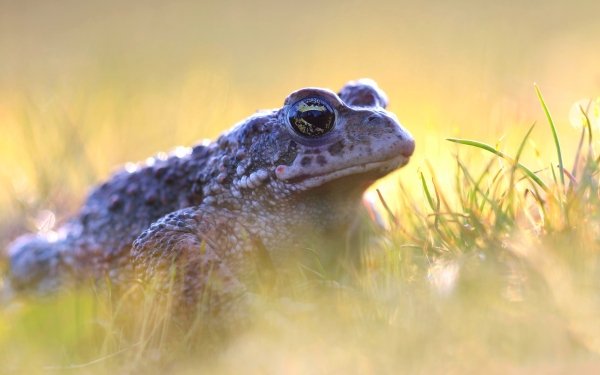 Animal Toad Amphibian HD Wallpaper | Background Image