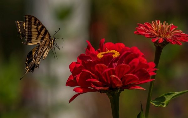 Animal Butterfly Macro Flower Insect Red Flower HD Wallpaper | Background Image