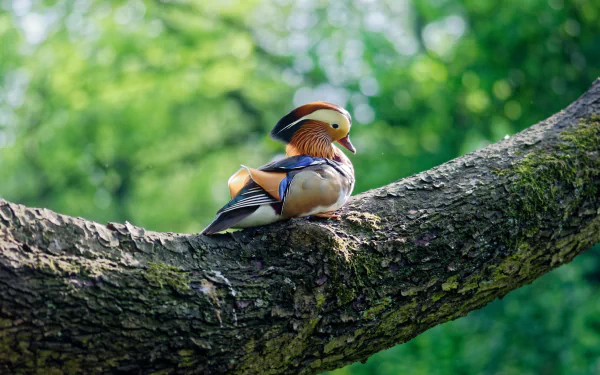 A vibrant mandarin duck perched on a tree branch in a lush green setting, captured in stunning 4K Ultra HD quality for a PC desktop wallpaper.