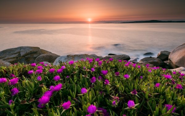 Earth Sunrise Nature Flower Purple Flower Horizon HD Wallpaper | Background Image