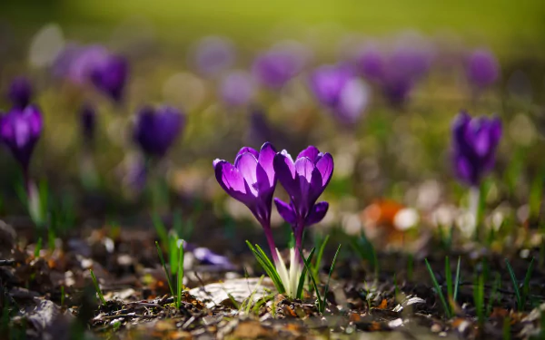 close-up flower purple flower spring nature crocus HD Desktop Wallpaper | Background Image