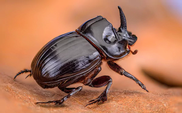 insect blur beetle macro Animal rhinoceros beetle HD Desktop Wallpaper | Background Image