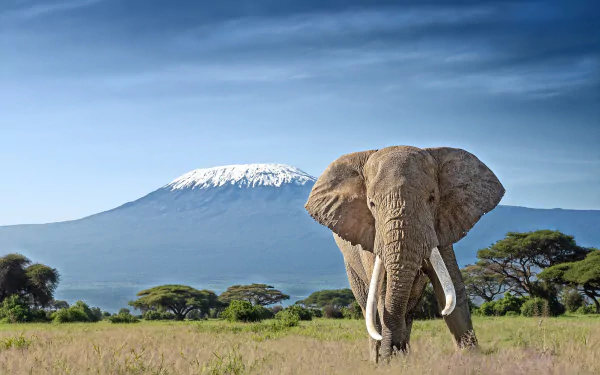 savanna Animal African bush elephant HD Desktop Wallpaper | Background Image
