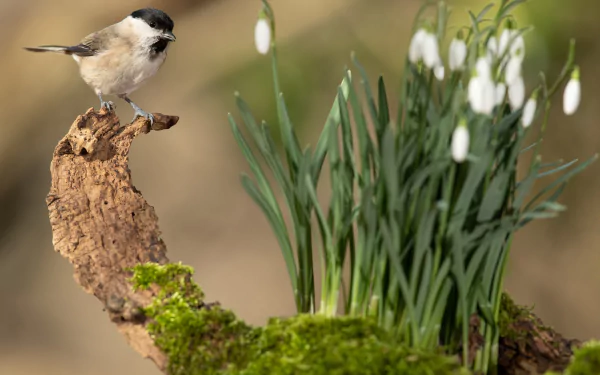passerine bird Animal titmouse HD Desktop Wallpaper | Background Image