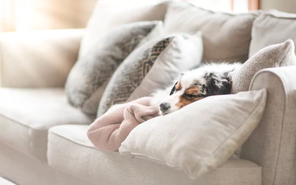 A dog peacefully sleeping on a cozy sofa, captured in a 4K Ultra HD desktop wallpaper showcasing a calm and warm indoor setting.