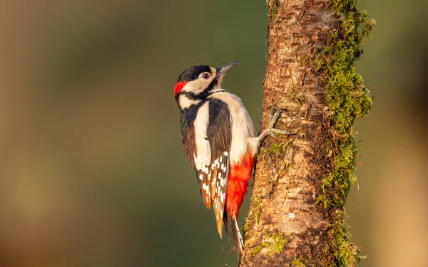 bird Animal woodpecker HD Desktop Wallpaper | Background Image
