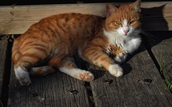  Ginger and White Cat Relaxing in the Warmth of the Sun by Dimitris Vetsikas