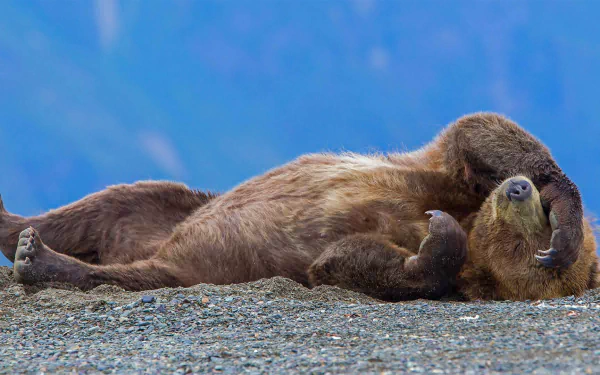 grizzly Animal grizzly bear HD Desktop Wallpaper | Background Image