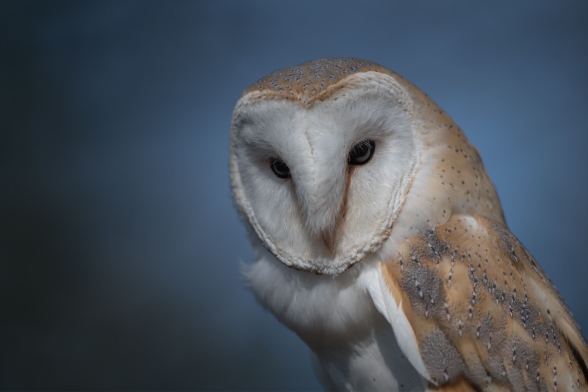 Barn Owl HD Wallpaper | Background Image | 2000x1333