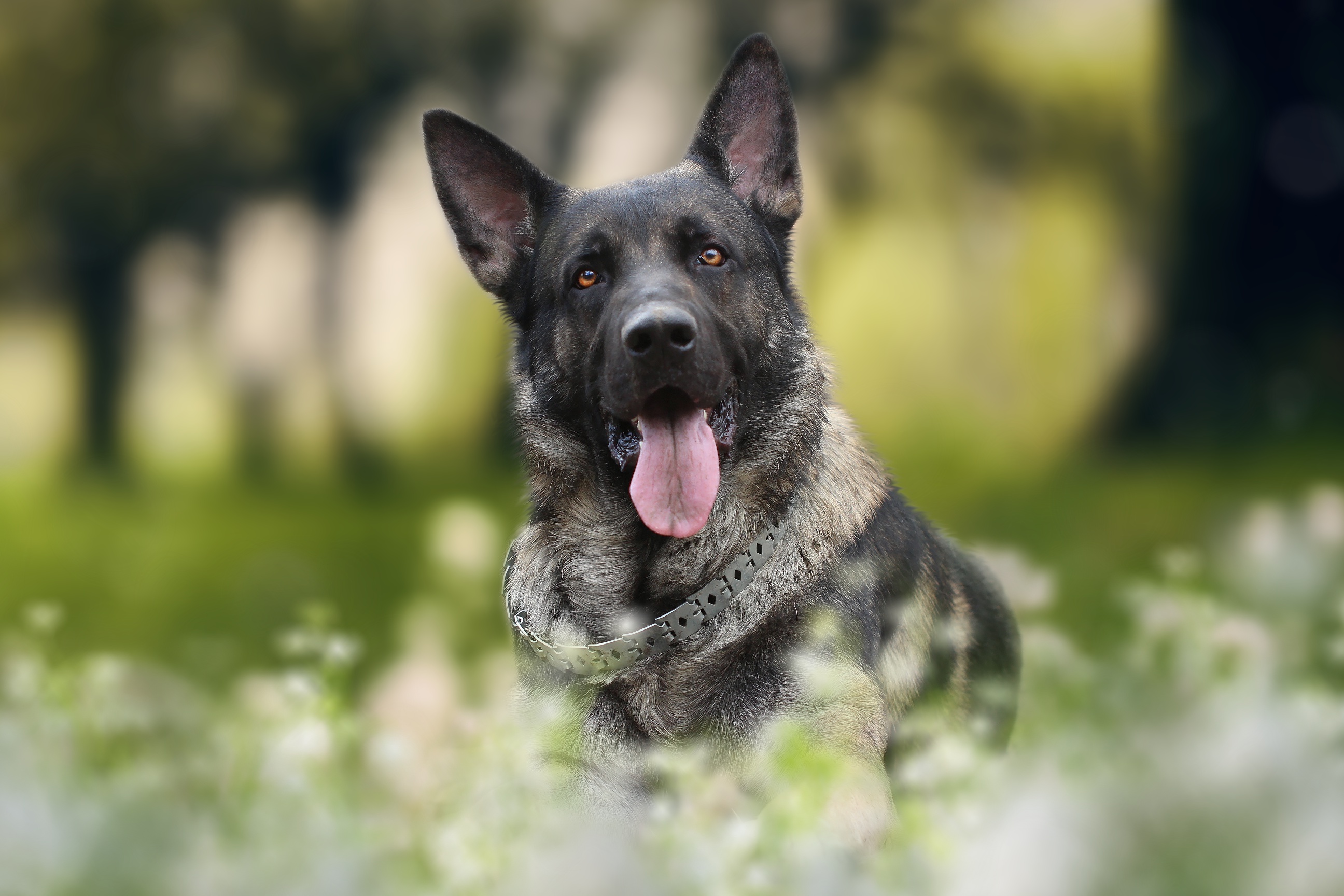 German Shepherd HD Wallpaper | Background Image | 2592x1728 | ID