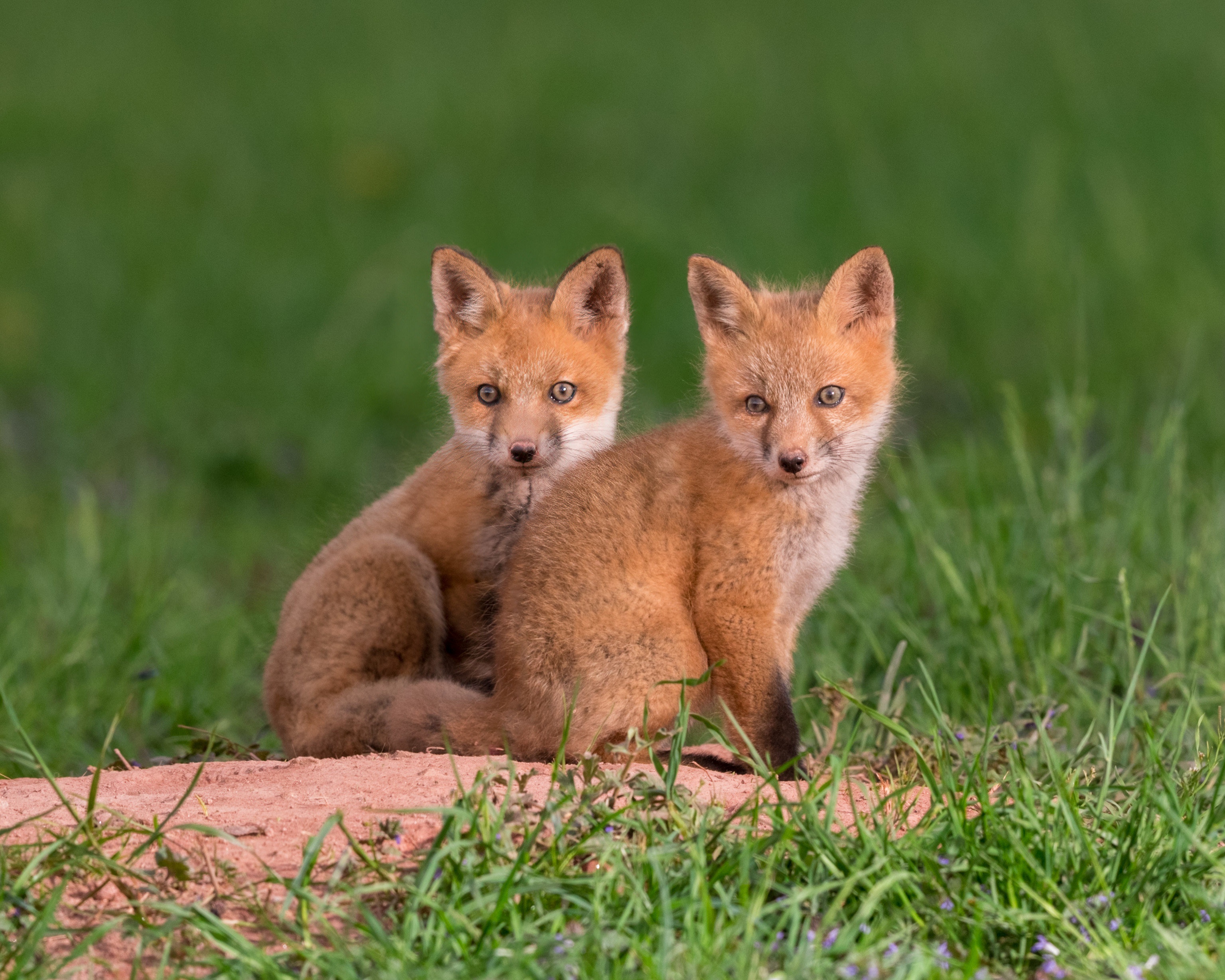 Download Baby Animal Cub Animal Fox HD Wallpaper