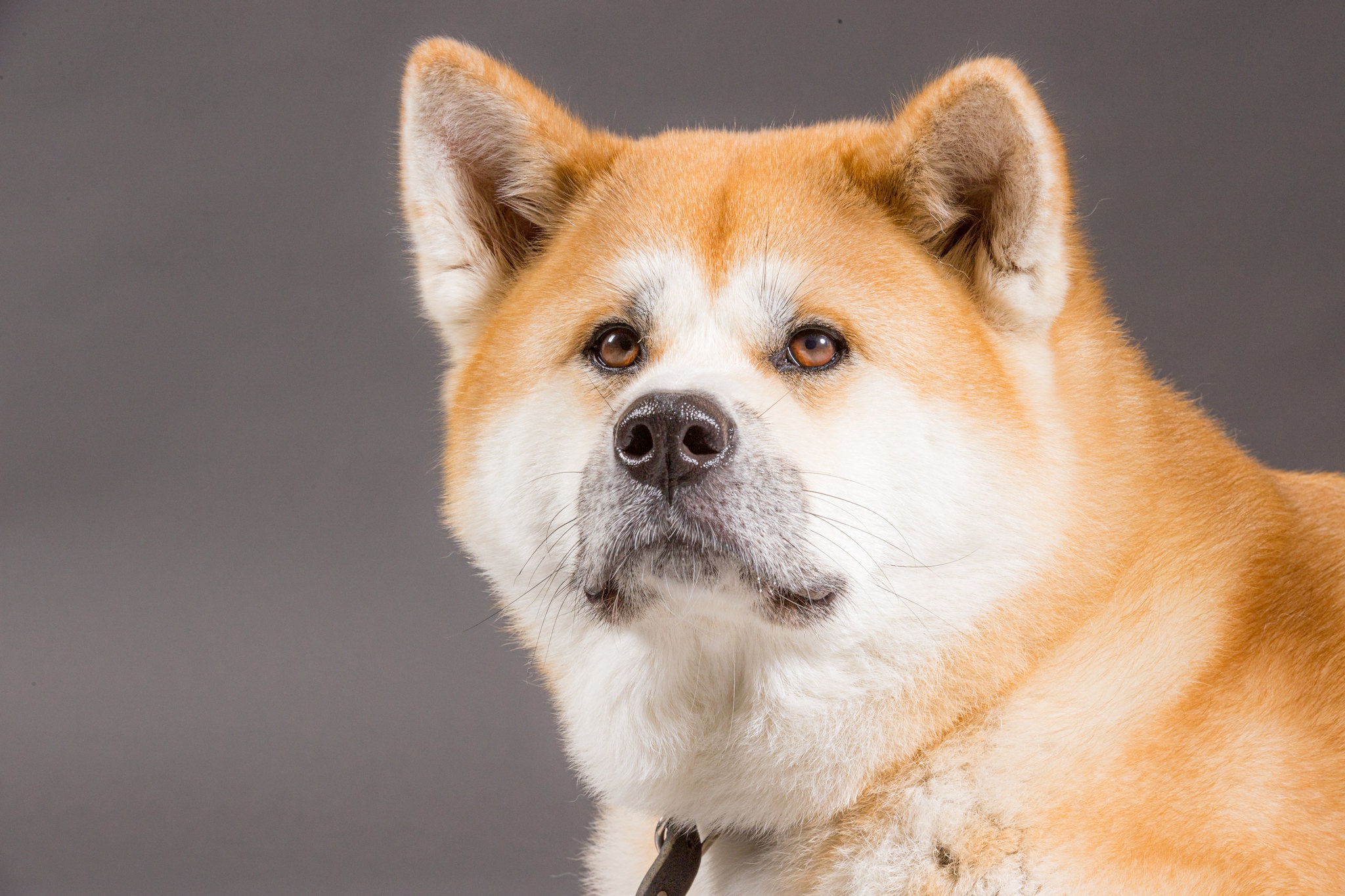 Download Dog Animal Akita HD Wallpaper