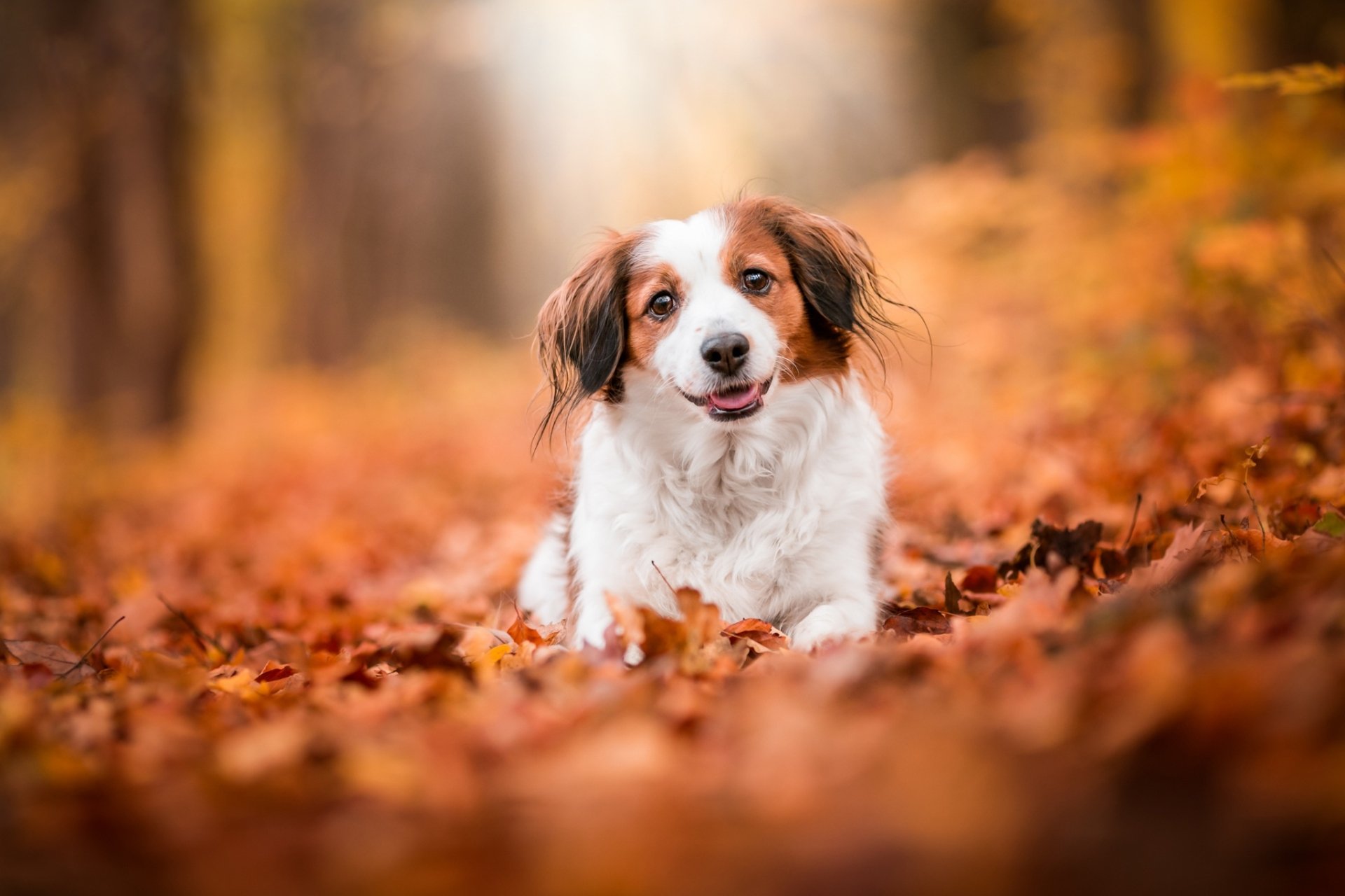 Download Depth Of Field Leaf Fall Dog Animal Kooikerhondje HD Wallpaper
