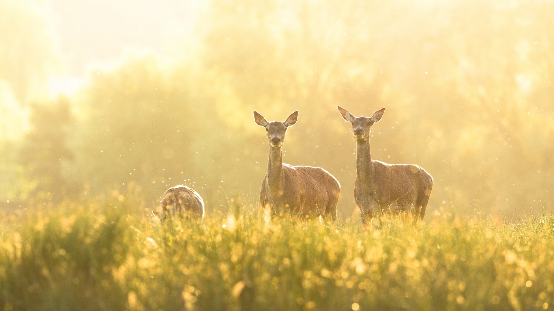 A serene 4K Ultra HD PC desktop wallpaper featuring deer standing amidst tall grass in a golden light-filled natural setting.