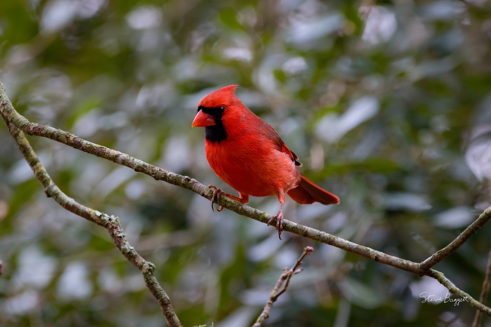 Cardinal HD Wallpaper