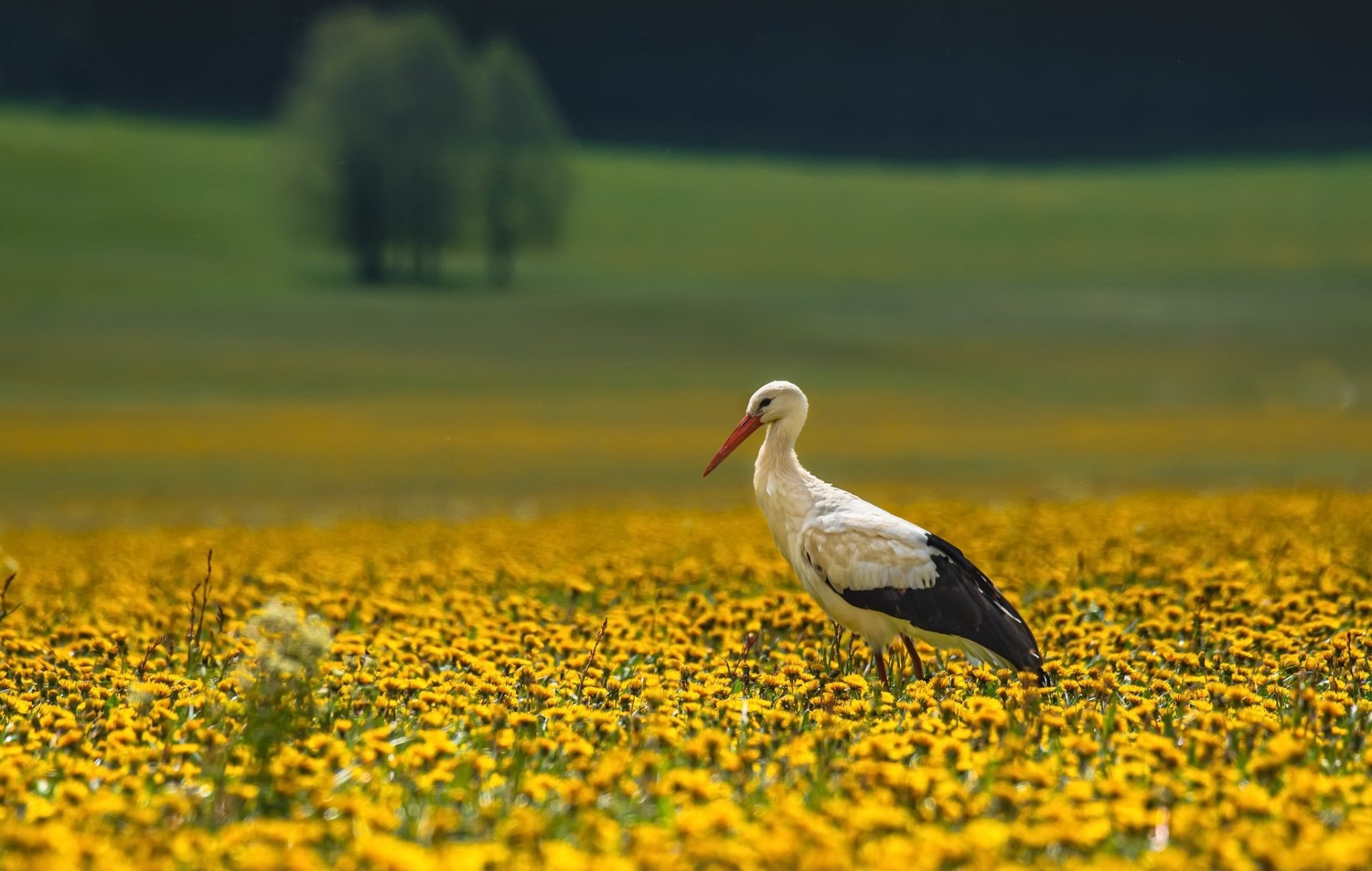 Download Yellow Flower Depth Of Field Bird Summer Animal White Stork HD Wallpaper