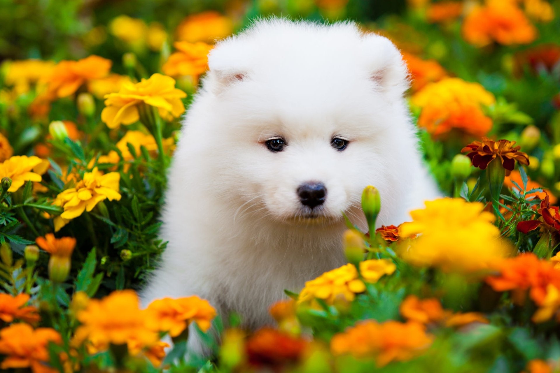 Download Marigold Yellow Flower Flower Puppy Baby Animal Dog Animal