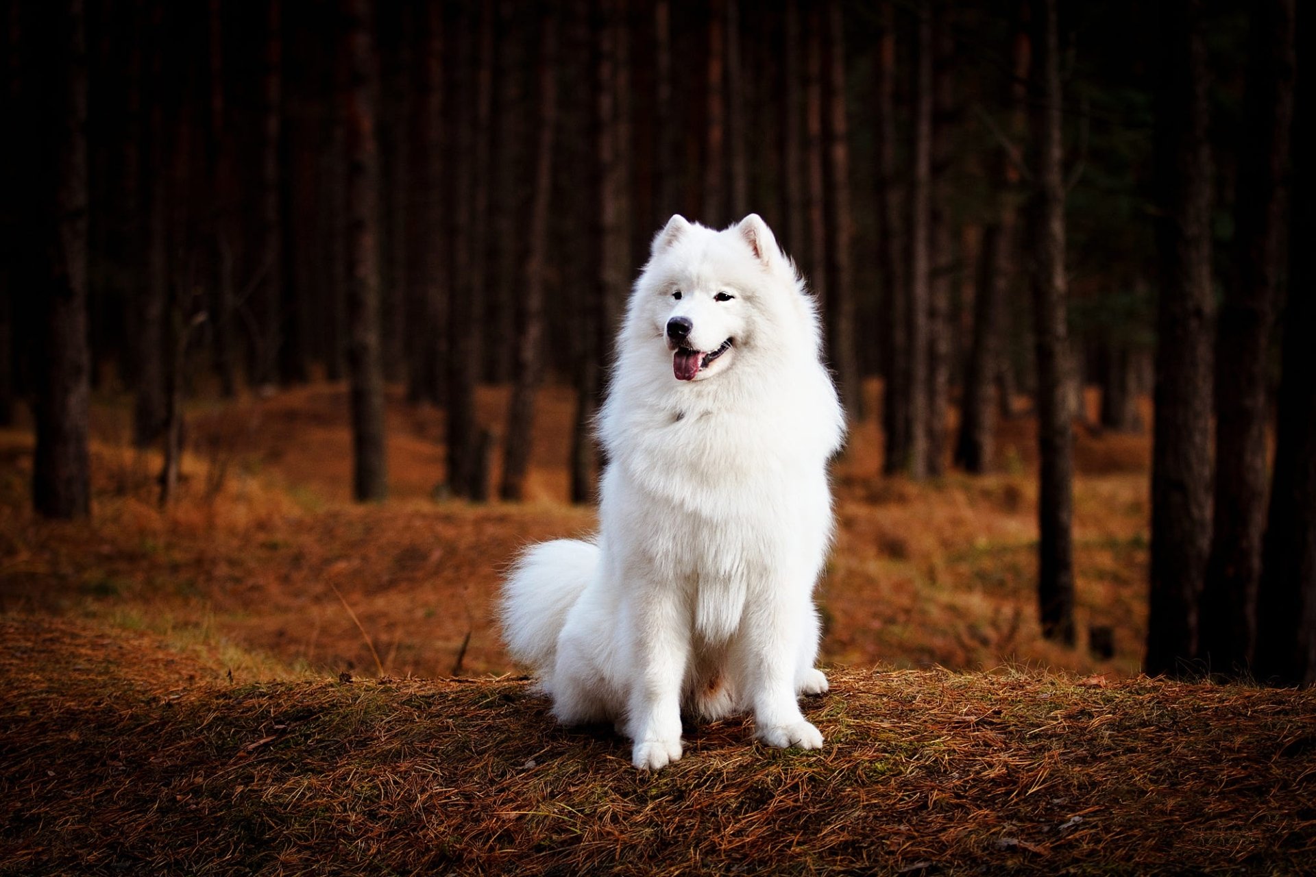 Download Depth Of Field Dog Animal Samoyed HD Wallpaper