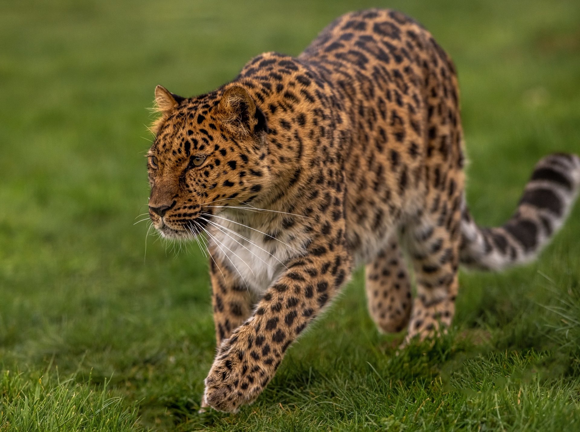 Animal Leopard HD Wallpaper