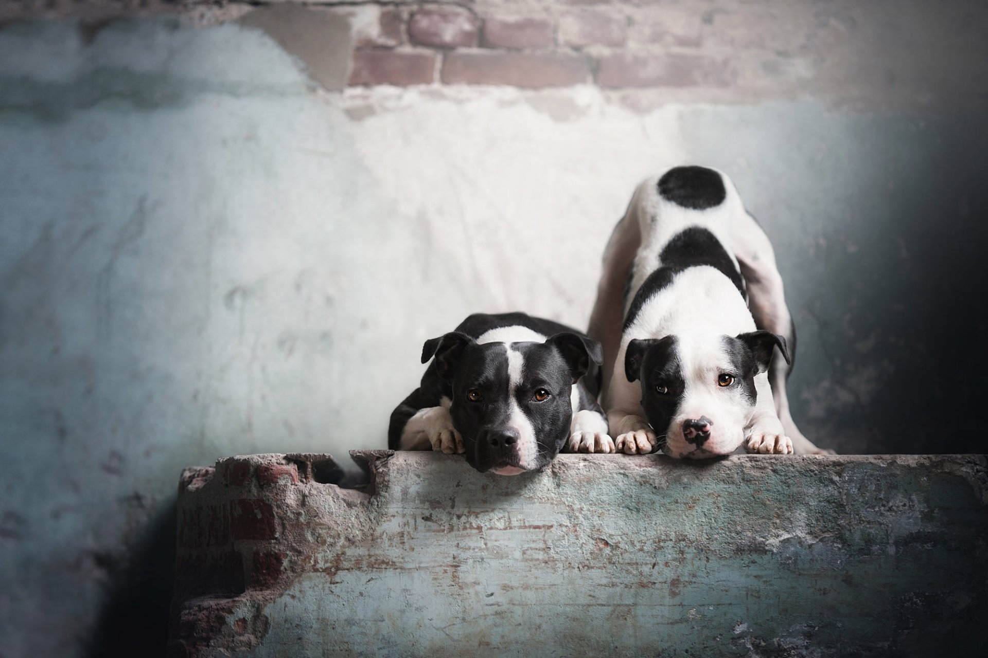 HD PC desktop wallpaper of two American Pit Bull Terrier dogs, black-and-white, resting side by side on a weathered concrete ledge against a faded wall.