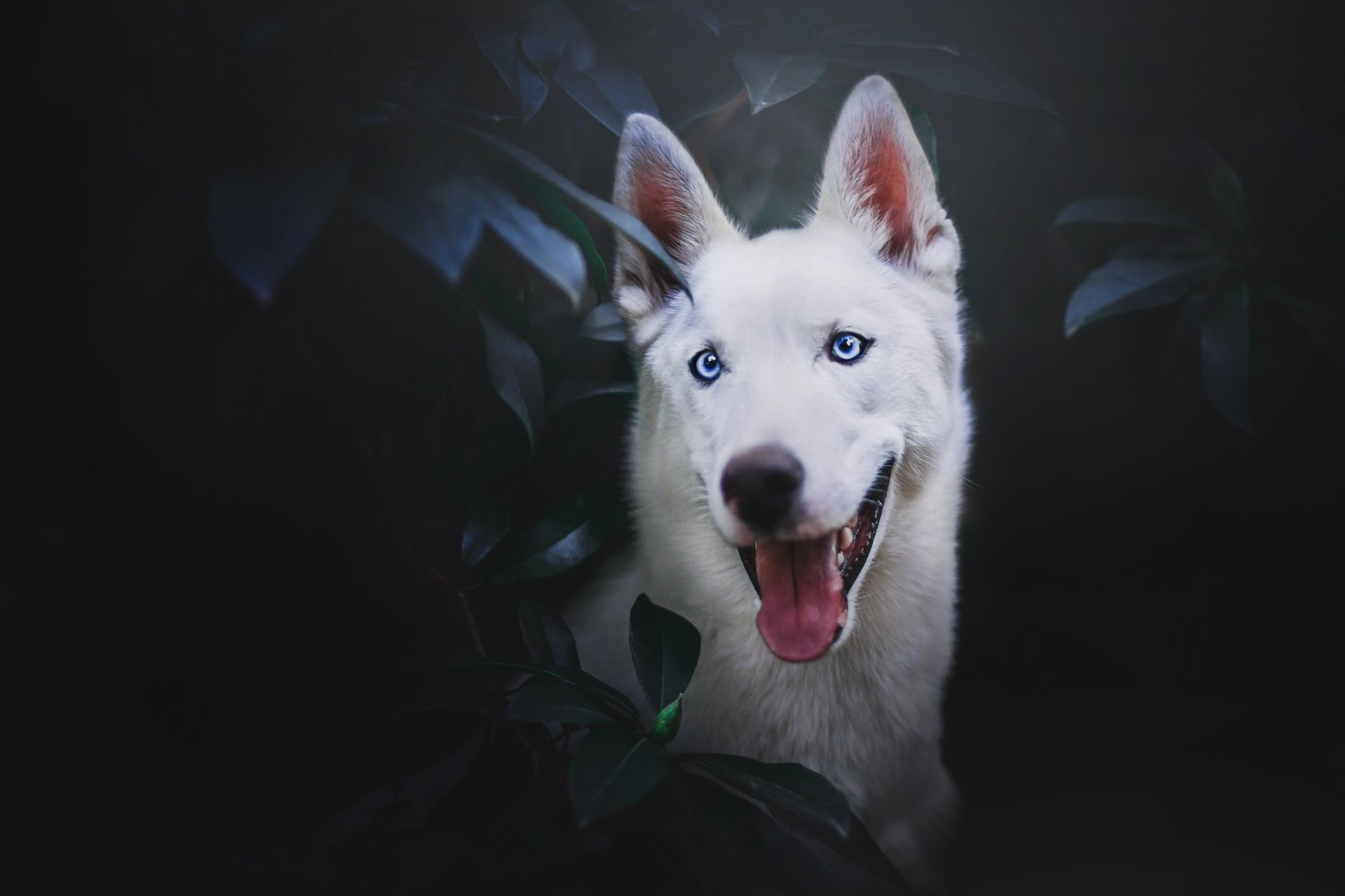 Download Dog Animal Swiss Shepherd HD Wallpaper